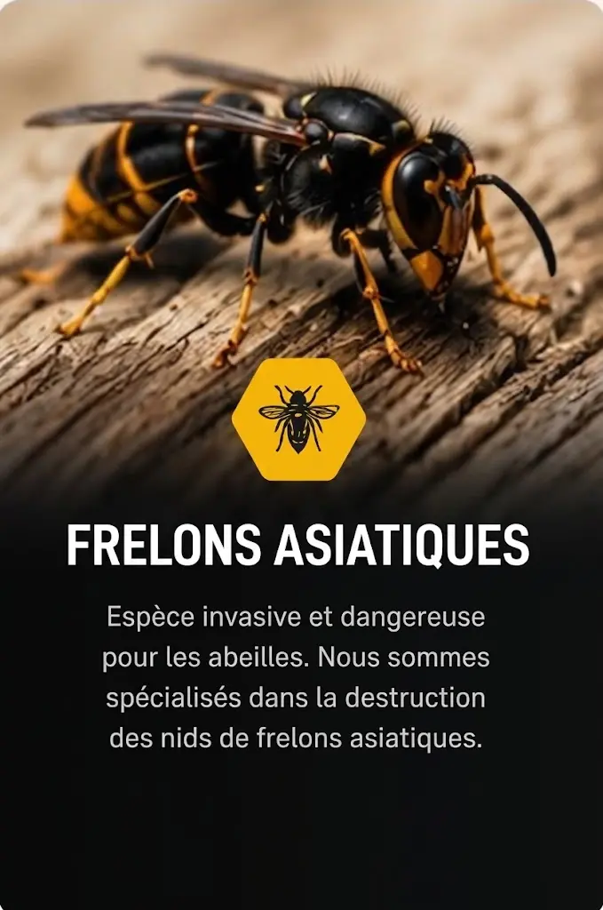 FRELONS ASIATIQUES Espèce invasive et dangereuse pour les abeilles. Nous sommes spécialisés dans la destruction des nids de frelons asiatiques.